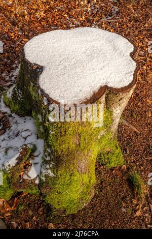 Neve fresca su legno morto Foto Stock