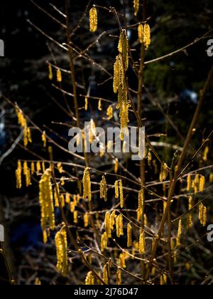 Willow catkin retroilluminato, primavera Foto Stock