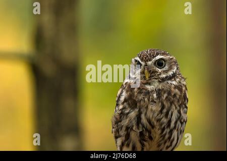 Little Owl (Athene noctua), prigioniera, foglie autunnali colorate sullo sfondo, uccello di Prey enclosure Bispingen, Lüneburger Heide, Germania, bassa Sassonia Foto Stock