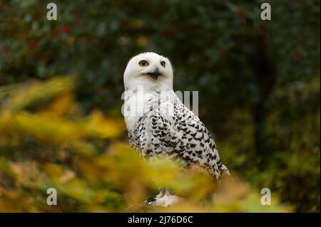 Gufo nevoso (Bubo scandiacus), prigioniero, foresta in autunno colori, Bispingen uccello di Prey recinto, Lüneburg Heath, Germania, bassa Sassonia Foto Stock