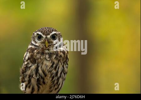 Little Owl (Athene noctua), prigioniera, foglie autunnali colorate sullo sfondo, uccello di Prey enclosure Bispingen, Lüneburger Heide, Germania, bassa Sassonia Foto Stock