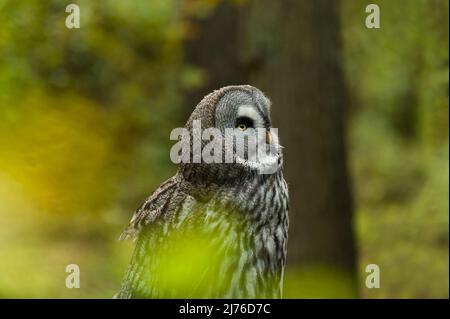Great Grey Owl (Strix nebulosa), prigioniero, guardando attraverso le foglie colorate autunno, uccello della Prey enclosure Bispingen, Lüneburger Heide, Germania, bassa Sassonia Foto Stock