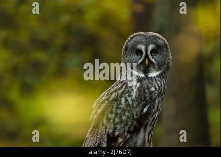 Great Gray Owl (Strix nebulosa), prigioniero, foresta in colori autunnali, uccello di Prey enclosure Bispingen, Lüneburg Heath, Germania, bassa Sassonia Foto Stock