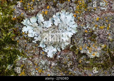 Piccolo cuore di lichen chiaro sulla corteccia di un tronco di albero, Germania, Assia, Parco Naturale Lahn-Dill-Bergland Foto Stock