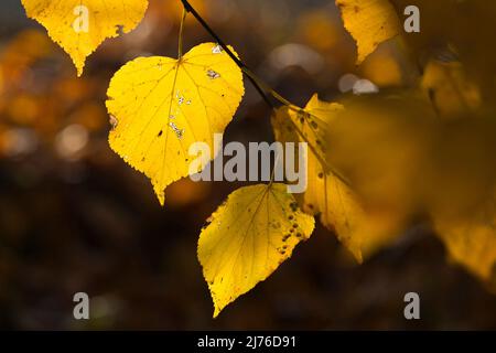 Foglie di lime gialle brillano alla luce del sole, Germania, Assia, Marburger Land Foto Stock