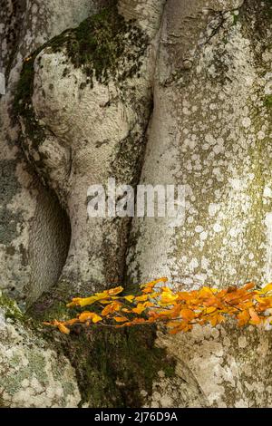 Tronco di un faggeto di rame ricoperto di muschio e lichen, fogliame autunnale, Germania, Assia, Parco Naturale Lahn-Dill-Bergland Foto Stock