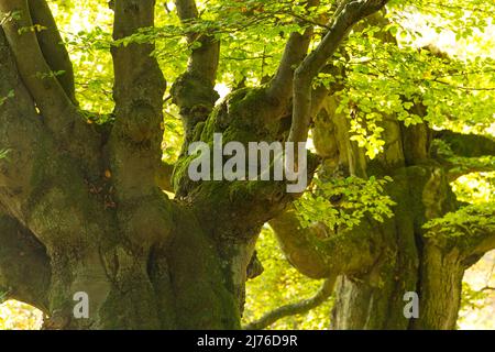 Old hute faggi nella riserva naturale Halloh, Kellerwald vicino a Bad Wildungen, Germania, Assia, Nord Assia, Parco Naturale Kellerwald-Edersee Foto Stock