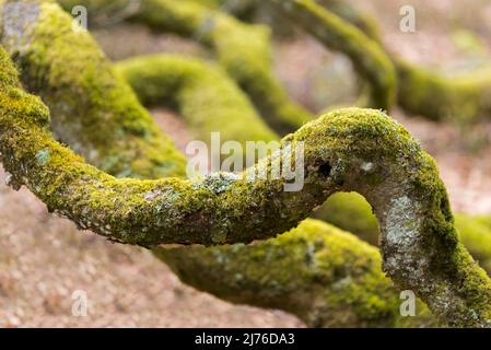 Rami ricoperti di muschio intrecciato nella foresta di faggi croccanti vicino a la Schlucht, Vosgi, Francia, regione Grand Est, Parco Naturale Regionale dei Ballons des Vosges Foto Stock