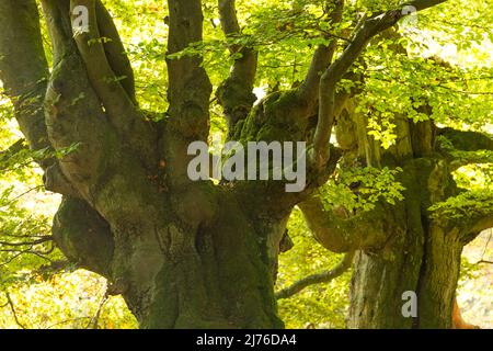 Old hute faggi nella riserva naturale Halloh, Kellerwald vicino a Bad Wildungen, Germania, Assia, Nord Assia, Parco Naturale Kellerwald-Edersee Foto Stock