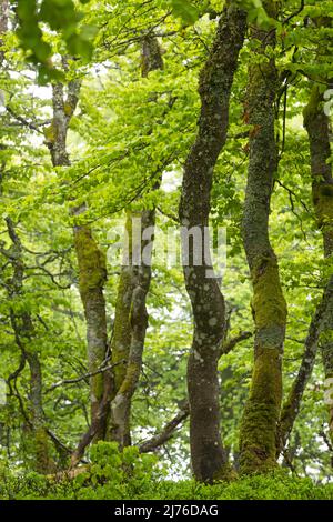 Atmosfera primaverile nella foresta di faggi croccanti vicino la Schlucht, tronchi di alberi coltivati con muschio e fogliame fresco, Vosgi, Francia, regione Grand Est, Parco Naturale Regionale dei Ballons des Vosges Foto Stock