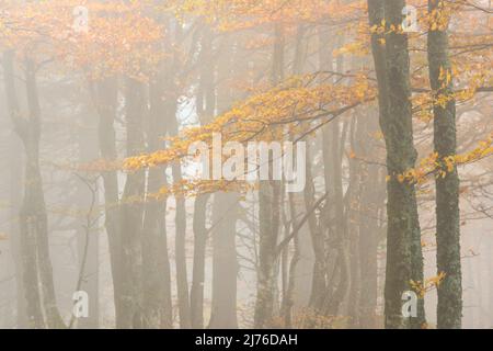 Foresta di faggio a Drumont in nebbia fitta, atmosfera autunnale, Vosgi, Francia, regione Grand Est, Parco Naturale Regionale dei Ballons des Vosges Foto Stock