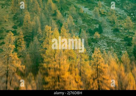 Larici gialli riflessi nell'acqua verde smeraldo del lago di Palpuogna, Svizzera, Grigioni cantone Foto Stock