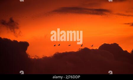 Spettacolare cielo serale, autogru volanti, Lac du Der, Champagne, Francia, Grand Est Foto Stock