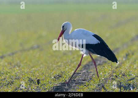 Cicogna bianca foraging in un campo, Assia, Germania, Europa Foto Stock