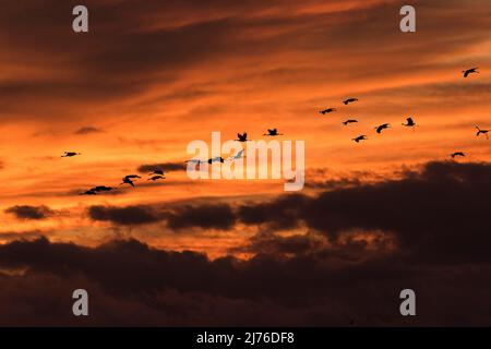 Gru migranti in cielo serale, tramonto, Lac du Der, Champagne, Francia, Grand Est Foto Stock