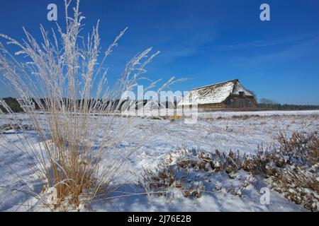 Graeser coperto di cristalli di ghiaccio scintillanti di fronte ad una penna di pecora nel paesaggio nevoso della brughiera vicino a Wesel. Foto Stock