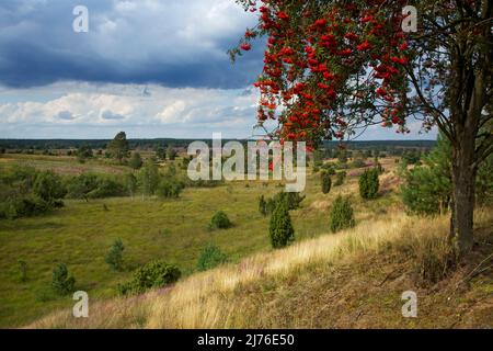 Albero di Rowanberry nel paesaggio di brughiera tra Wilsede e Döhle nel Parco Naturale di Lüneburg Heath. Vista sulla valle di Radenbach. Foto Stock