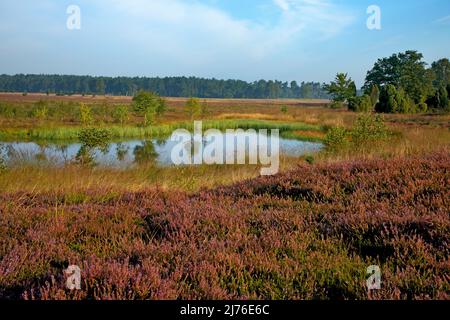 Piccolo lago nella brughiera vicino a Döhle Foto Stock