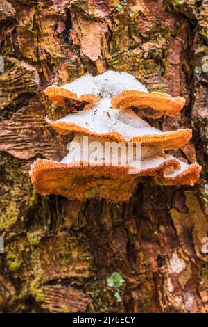 I funghi sul tronco di albero Foto Stock