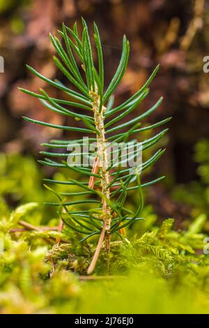 Pino giovane scozzese, Pinus sylvestris, primo piano, piantina Foto Stock