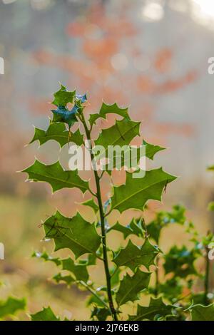 Holly / Bucky (Ilex aquifolium), foglie, bokeh circolare astratto Foto Stock