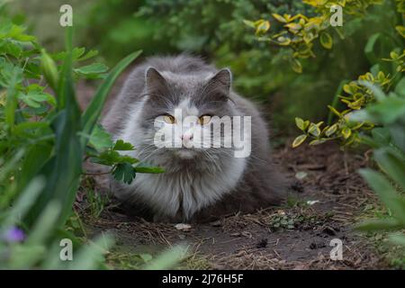 Gatto che giace attraverso un cerotto di fiori. Il gatto è sdraiato in giardino. Gatto piuttosto felice che giace su uno sfondo di piante Foto Stock
