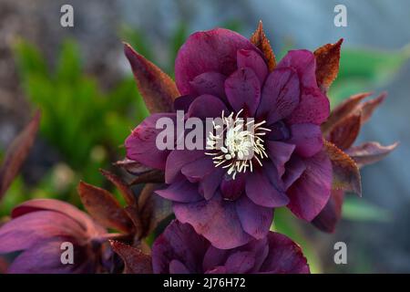 Fiori di primavera di Natale o di ellebore che si posizionano in semi shade.Christmas rose o Lenten hellebore o Snow Rose. Regine di Helleborus orientalis Foto Stock