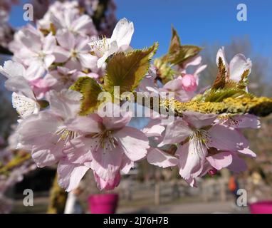 Fiori di ciliegio rosa su un vecchio albero di ciliegio. I rami sono coperti di lichen. Ubicazione: Giardini Keukenhof Foto Stock