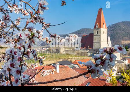 Weißenkirchen in der Wachau, chiesa Weißenkirchen, alberi di albicocche fiorite (Marille) e vigneti nella regione di Wachau, bassa Austria, Austria Foto Stock