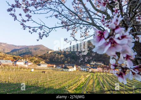 Spitz, Castello ruino Hinterhaus, vigneti, alberi di albicocca fiorita (Marille) nella regione di Wachau, bassa Austria, Austria Foto Stock