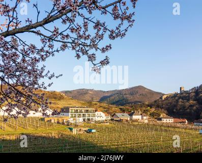 Spitz, Castello ruino Hinterhaus, vigneti, alberi di albicocca fiorita (Marille) nella regione di Wachau, bassa Austria, Austria Foto Stock