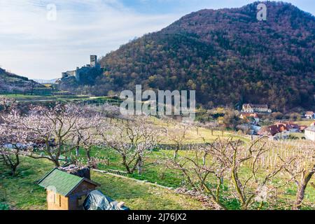 Spitz, Castello ruino Hinterhaus, vigneti, alberi di albicocca fiorita (Marille) nella regione di Wachau, bassa Austria, Austria Foto Stock