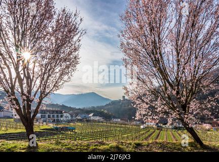 Spitz, Castello ruino Hinterhaus, vigneti, alberi di albicocca fiorita (Marille) nella regione di Wachau, bassa Austria, Austria Foto Stock