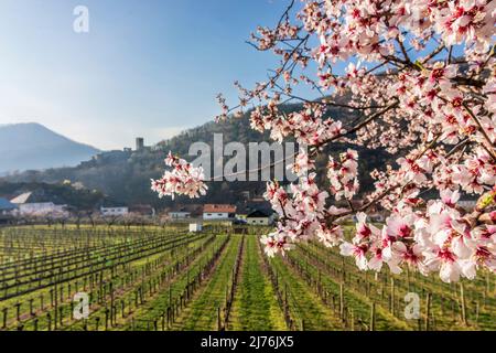 Spitz, Castello ruino Hinterhaus, vigneti, alberi di albicocca fiorita (Marille) nella regione di Wachau, bassa Austria, Austria Foto Stock