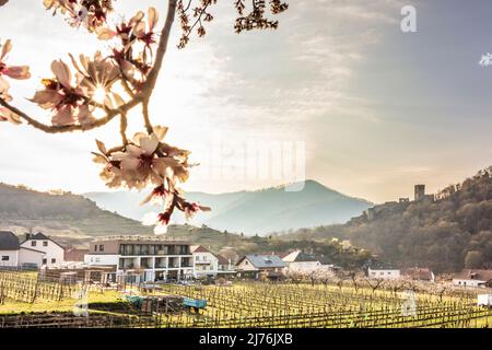 Spitz, Castello ruino Hinterhaus, vigneti, alberi di albicocca fiorita (Marille) nella regione di Wachau, bassa Austria, Austria Foto Stock