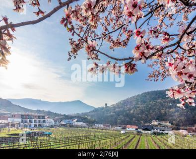 Spitz, Castello ruino Hinterhaus, vigneti, alberi di albicocca fiorita (Marille) nella regione di Wachau, bassa Austria, Austria Foto Stock