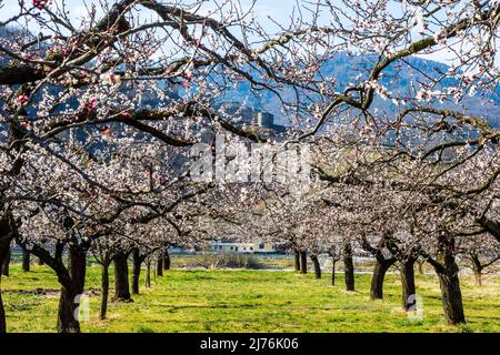 Spitz, Castello ruino Hinterhaus, vigneti, alberi di albicocca fiorita (Marille), frutteto nella regione di Wachau, bassa Austria, Austria Foto Stock