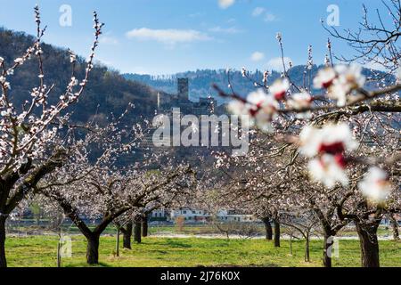 Spitz, Castello ruino Hinterhaus, vigneti, alberi di albicocca fiorita (Marille), frutteto nella regione di Wachau, bassa Austria, Austria Foto Stock