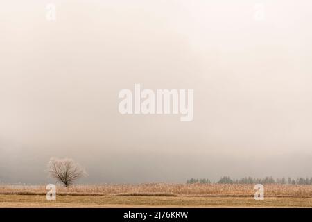 Un unico albero nel Morr parzialmente mown sulla riva di Kochelsee, ai piedi delle Alpi bavaresi in alta nebbia e coperto di hoarfrost. Foto Stock