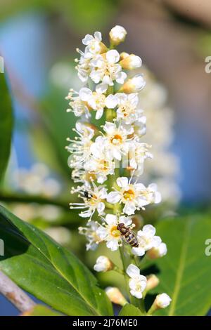 Alloro di ciliegia (Prunus laurocerasus) con hoverfly e formica Foto Stock