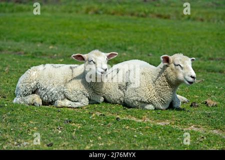 Due agnelli della razza Texel che riposano sul pascolo nella paludi, Schleswig-Holstein Wadden Sea National Park, Westerhever, Schleswig-Holstein, Germania Foto Stock