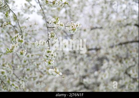 Rami con fiori di ciliegio, Eggeneral, Germania, Baden-Württemberg, Markgräflerland Foto Stock