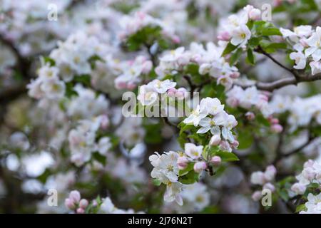 Fiori di mele, Eggeneral, Germania, Baden-Württemberg, Markgräflerland Foto Stock