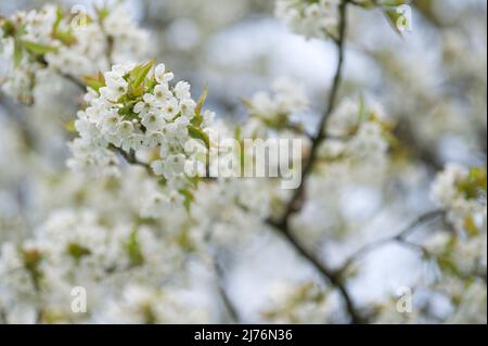 Rami con fiori di ciliegio, Eggeneral, Germania, Baden-Württemberg, Markgräflerland Foto Stock