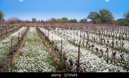 Fausse Roquette vicino Fleury d'Aude. Cresce sul Mediterraneo, soprattutto tra le vigne. Foto Stock