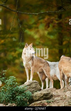 Timberwolf (Canis lupus lycaon), rocce, foresta, in piedi Foto Stock