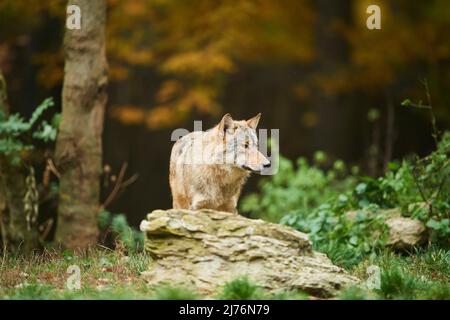 Timberwolf (Canis lupus lycaon), rocce, foresta, in piedi Foto Stock