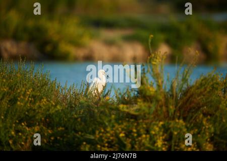 Piccolo Egret (Egretta garzetta), riva, seduta, Parc Naturel Regional de Camargue, Camargue, Francia, Europa Foto Stock