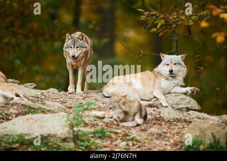 Timberwolf (Canis lupus lycaon), rocce, foresta, in piedi Foto Stock