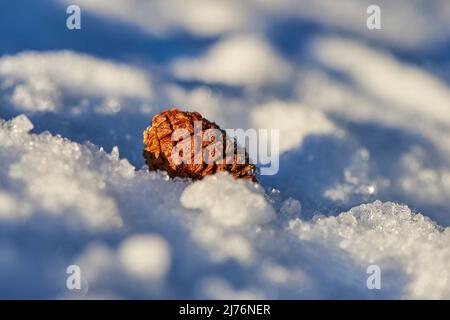 Cono, pino scozzese (Pinus sylvestris), neve, menzogna, ayern, Germania, Europa Foto Stock